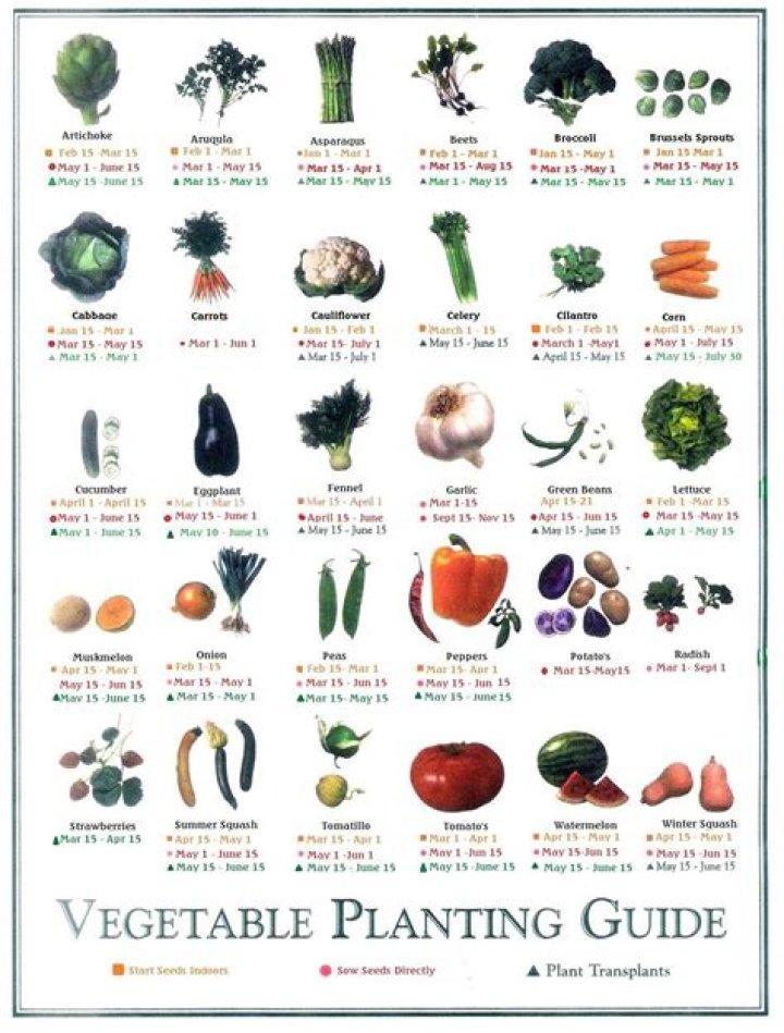 Which vegetable is easy to grow