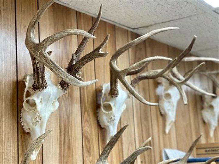 Whitetail european mount - How To Discuss