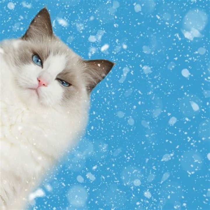 Who makes snow cats