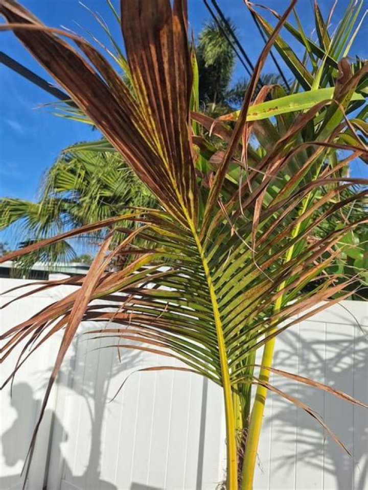Why are my ponytail palm leaves turning brown