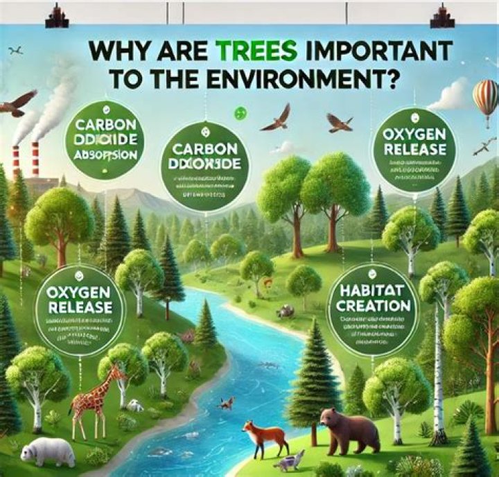 Why are pine trees important to the environment