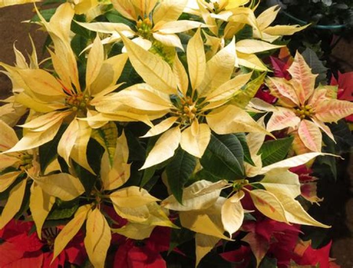 Why are poinsettias used at Christmas time