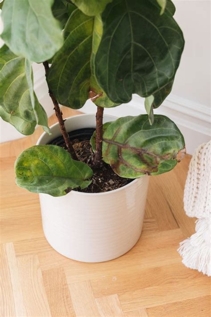 Why are the leaves falling off my houseplant