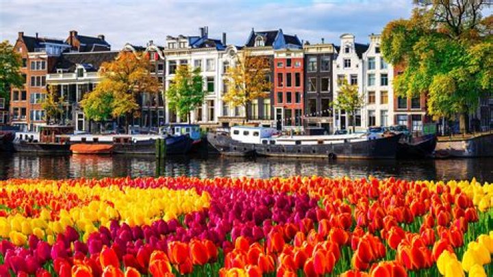 Why are tulips famous in Holland