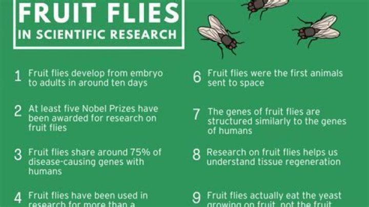 Why did Morgan Choose fruit flies for his genetic studies