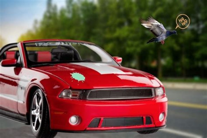 Why do birds poop on red cars