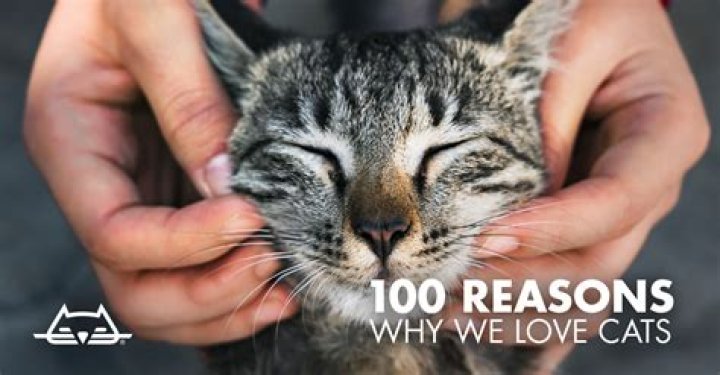 Why do cats love window sills