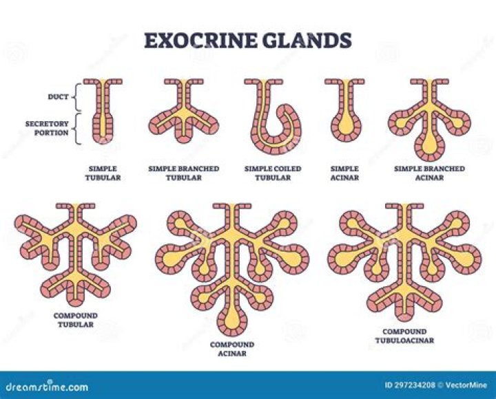 Why do exocrine glands have ducts