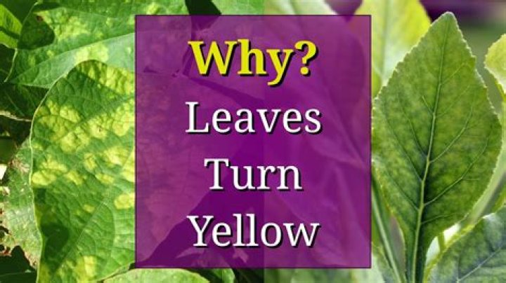 Why do fern leaves turn yellow