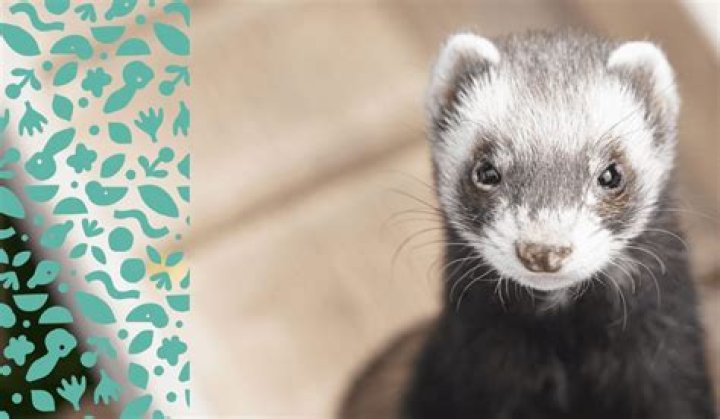 Why do ferrets shiver