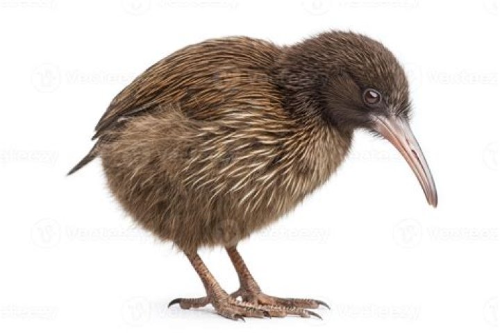 Why do Kiwis have feet