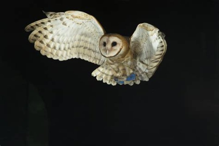 Why do long eared owls hunt at night