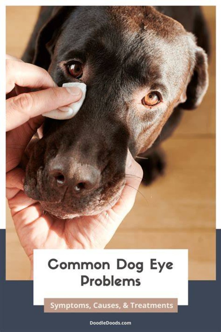 Why Do My Dogs Eyes Smell Bad