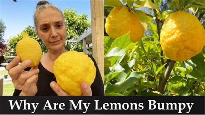 Why do my lemons grow so big