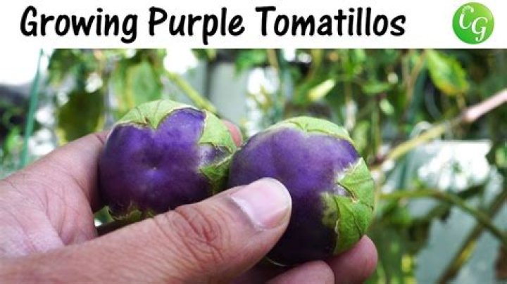 Why do tomatillos turn purple