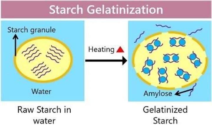 Why does Gelatinisation occur