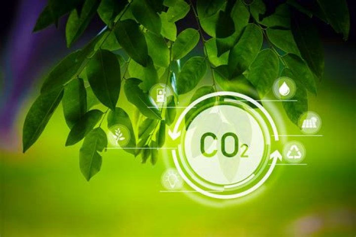 Why is carbon dioxide important in plants