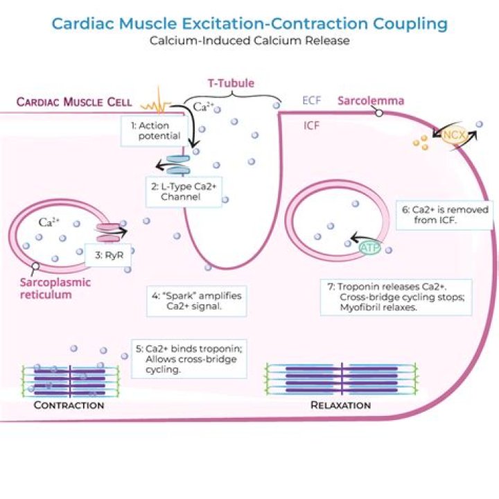 Why is cardiac muscle sensitive to calcium