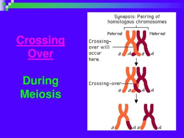 Why is crossing over important in meiosis
