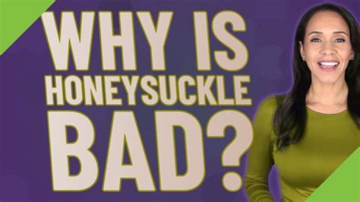 Why is honeysuckle bad