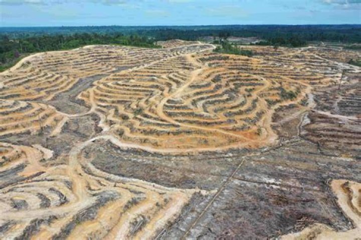 Why is Indonesian deforestation bad
