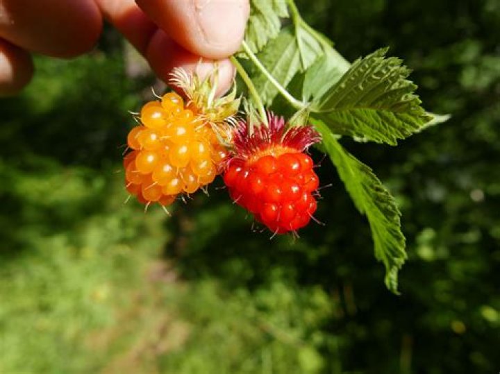 Why is it called salmonberry