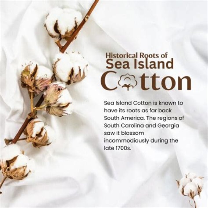 Why is Japanese cotton expensive