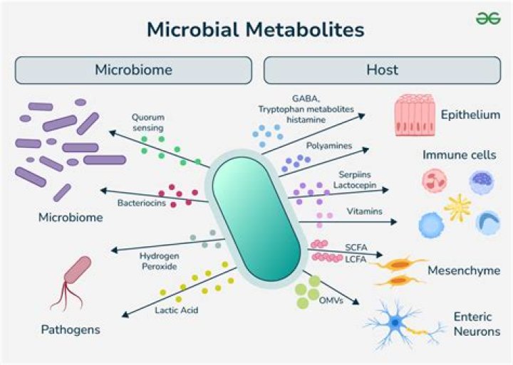 Why is microbial metabolism important