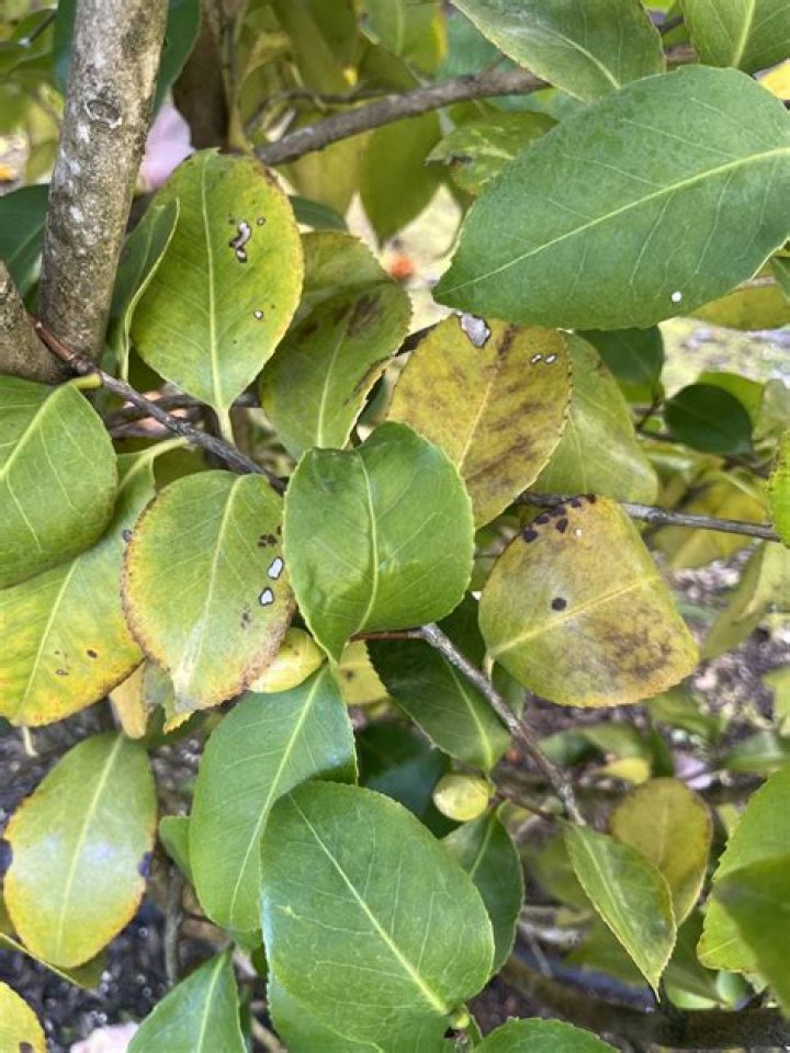 Why is my camellia leaves turning black