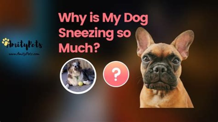 Why Is My Dog Sneezing So Much