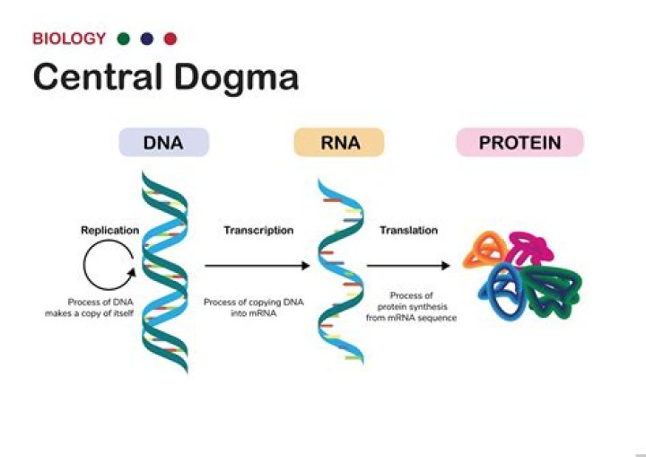 Why is the central dogma of biology important