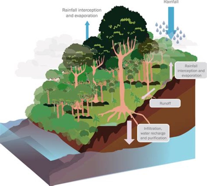 Why is the Indonesian rainforest important