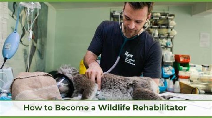 Wildlife rehabilitator salary - How To Discuss