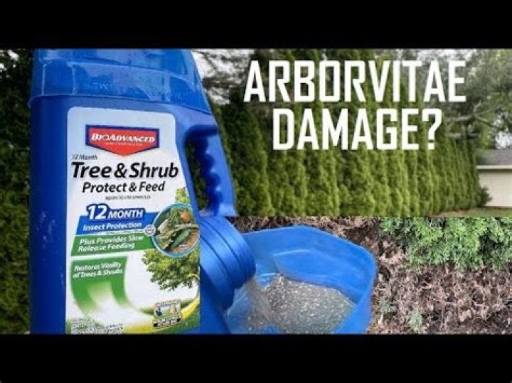 Will Bayer Tree and Shrub kill spider mites