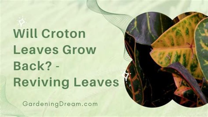 Will croton leaves grow back