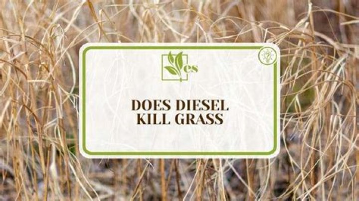 Will diesel fuel kill weeds and grass