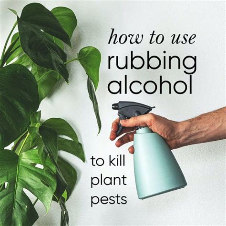 Will rubbing alcohol kill my plants