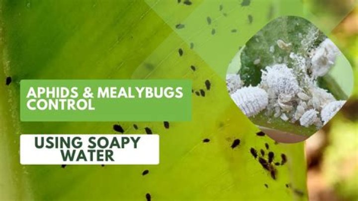 Will soapy water kill slugs