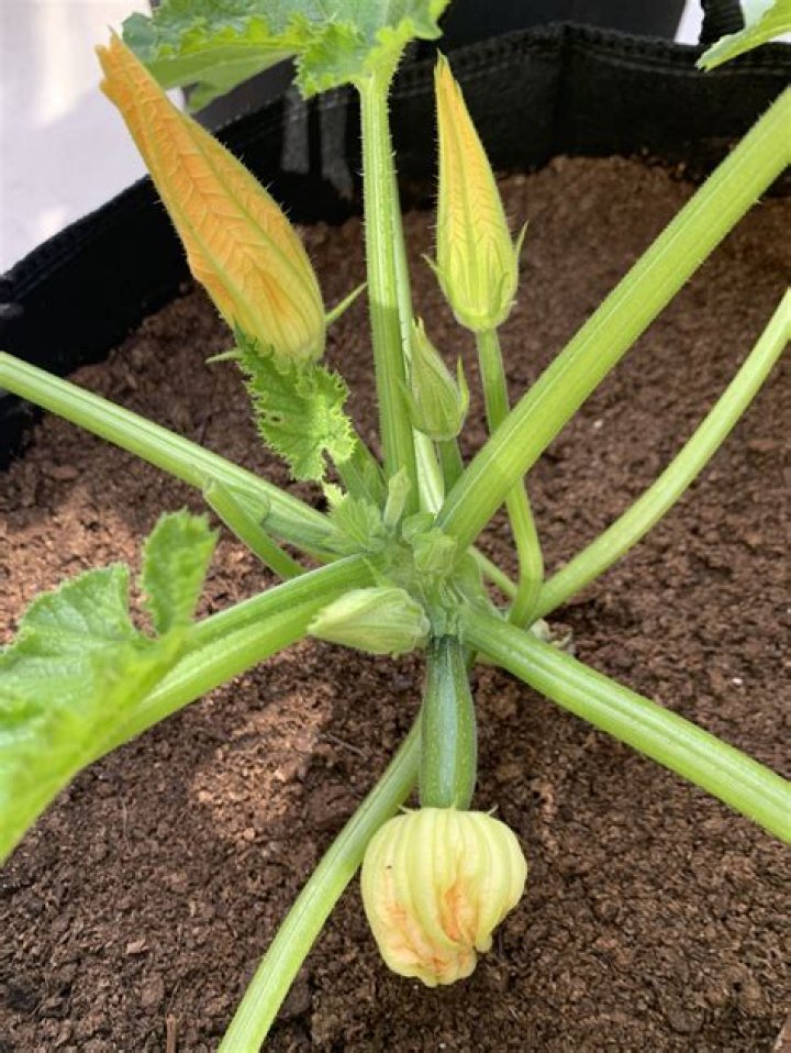 Zucchini companion plants - How To Discuss